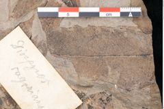 Foto (Detailansicht) von Diospyros sagoriana Ettingshausen (NHMW-GEO-2024-0188-8016)